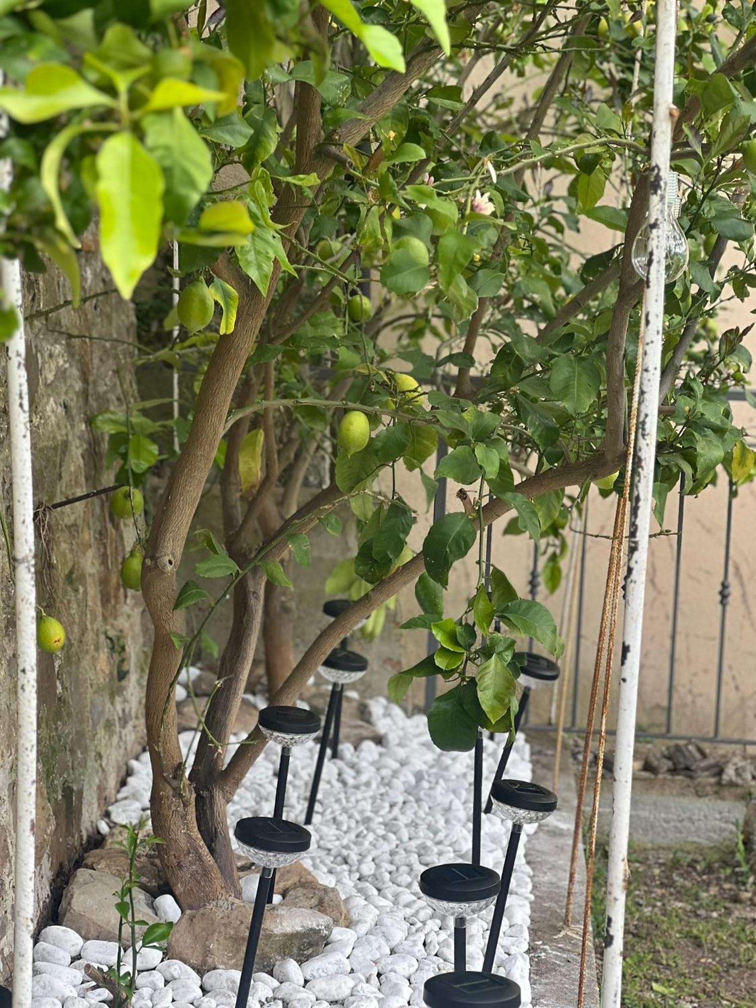 Casa Vacanza Paola Aurigo Exteriör bild